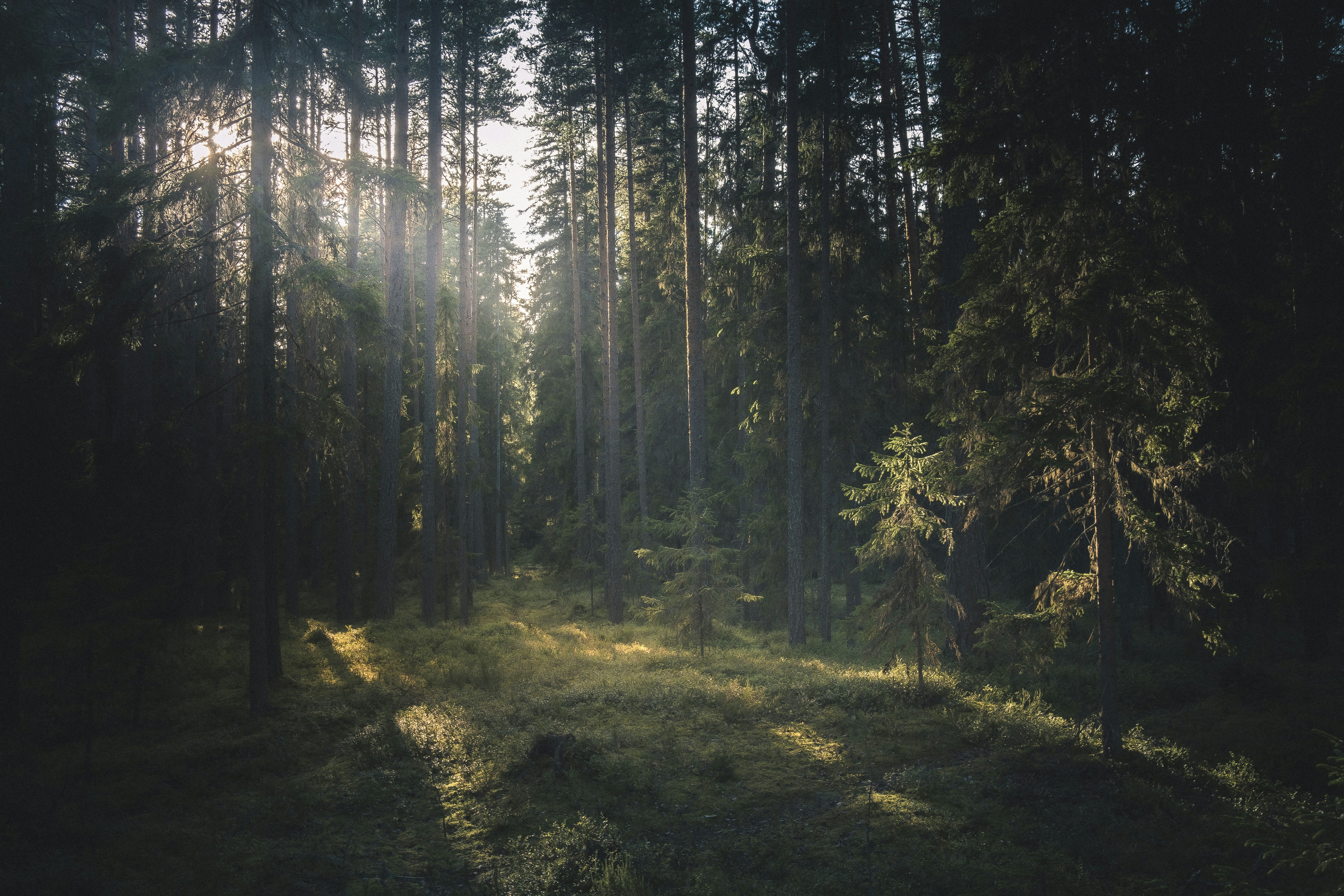 Pine forest in the White Mountains